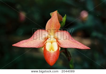 Botaniczny orchidea