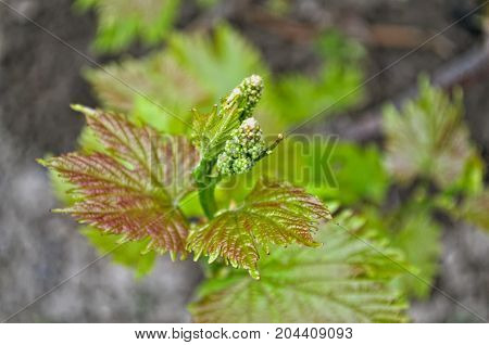 Grapevine starting to grow small grapes at spring