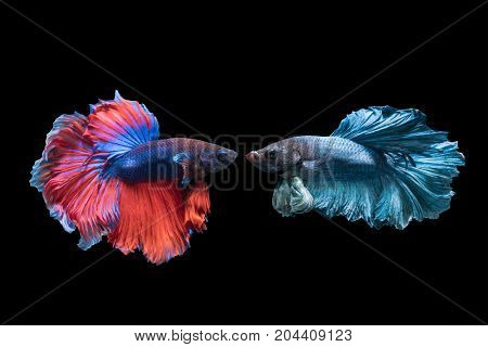 Betta splendens beautiful red and blue fighting fish isolated on black background fish fresh water in Thailand