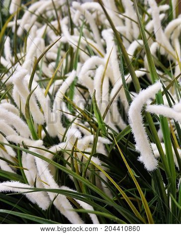 Artificial Feather Pennisetum or Mission Grass for Home and Office Decoration without The Care.