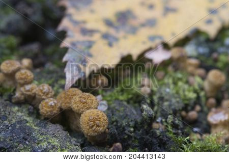 Armillaria mellea honey fungus on an old tree