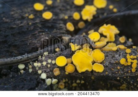 Bisporella citrina [Calycella citrina] macro shot local focus