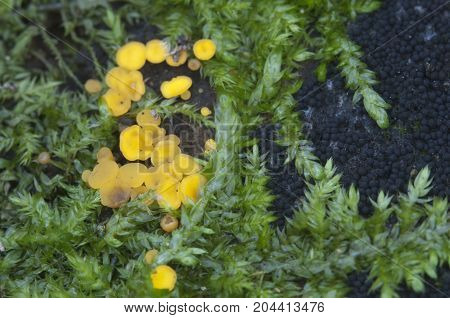 Bisporella citrina [Calycella citrina] macro shot local focus