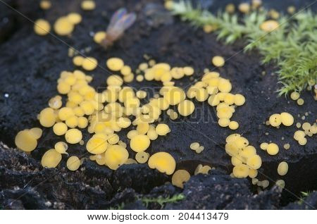Bisporella citrina [Calycella citrina] macro shot local focus