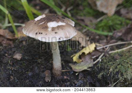 Deer Mushroom (Pluteus cervinus) near a birch tree stump