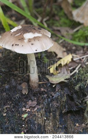 Deer Mushroom (Pluteus cervinus) on a birch tree stump