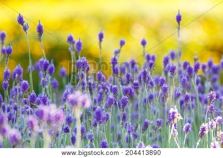 Lavender (Lavandula multifida) field background on sunset