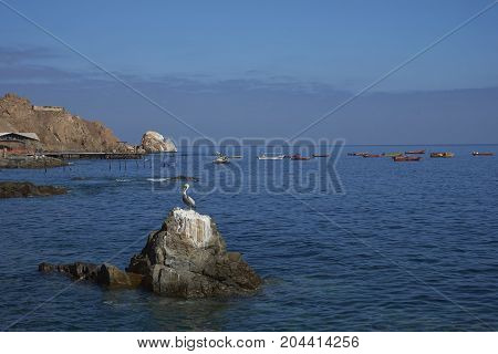 Peruvian Pelican on a rock in the harbour of the historic coastal town of Pisagua in the Tarapaca Region of northern Chile.
