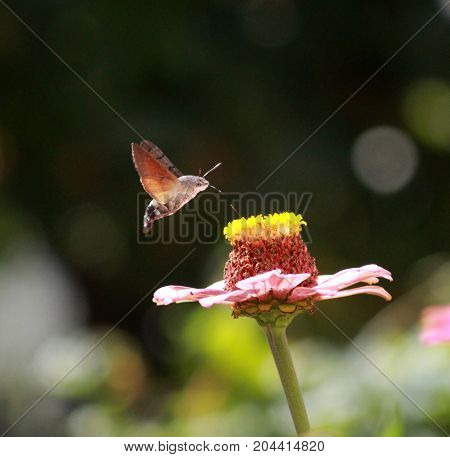 Hummingbird Moth On Gerbera Flower