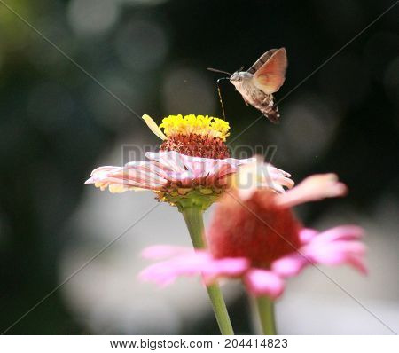 Hummingbird Moth On Gerbera Flower