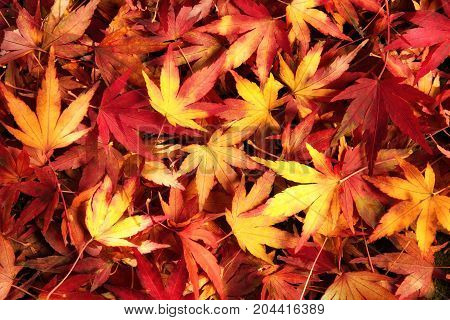Japanese maple leaves in dreamy warm colors lying on the ground ornate pattern