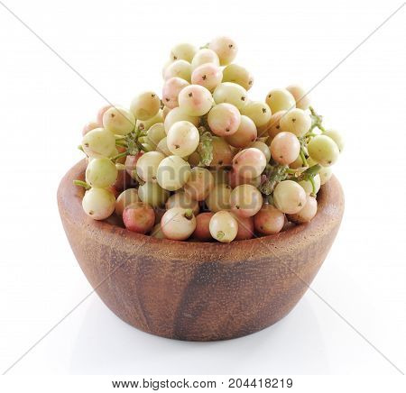 phyllanthus organic isolated on white background .