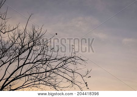 The silhouette branch of tree in overcast sky with cloud at night time.