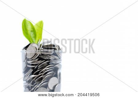 Saving money in glass for your investment future (habit) is similar to growing green leaves on tree isolated on white background - saving & economical concept.