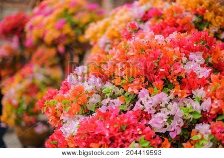 The beautiful Bougainvillea Flowers blooming in the garden.