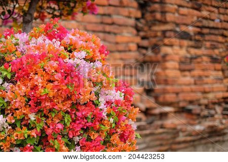 The beautiful Bougainvillea Flowers blooming in the garden with old vintage wall for texture or background.