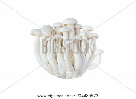 White beech mushrooms or Shimeji mushroom isolated on white background