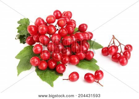 Viburnum berries with leaves isolated on white background.
