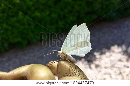 Beautiful night butterfly (Campaea margaritaria) in summer