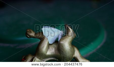 Beautiful night butterfly (Campaea margaritaria) in summer