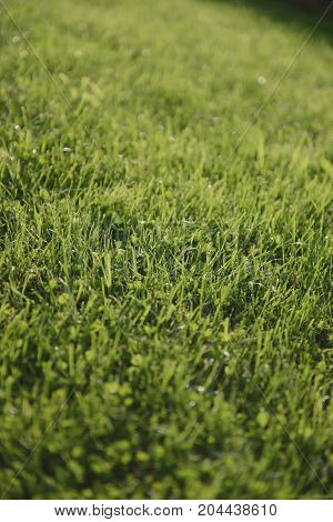 fresh green grass in dew with backlight, soft focus. background