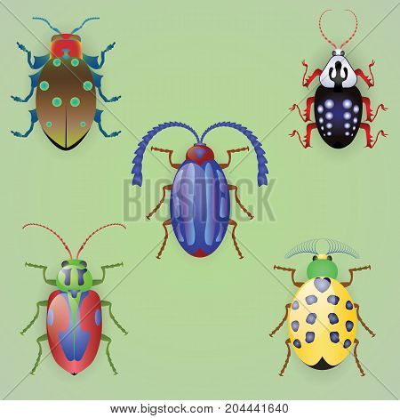 Five colorful beetles, isolated, light green background