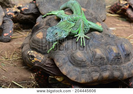 A green iguana and some red footed tortoises become friends in the jungle environment.