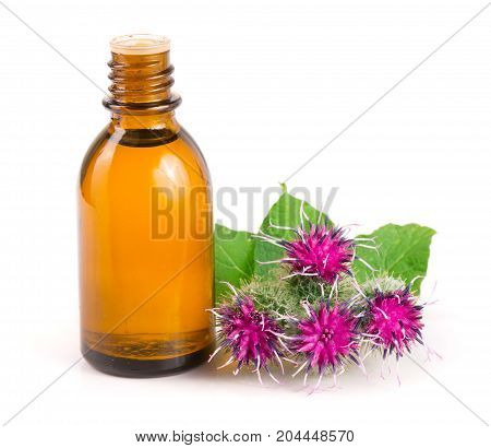 burdock oil in glass bottle and burdock flowers isolated on white background.