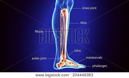 3D Illustration of Human Skeleton Tibia and Fibula Bones