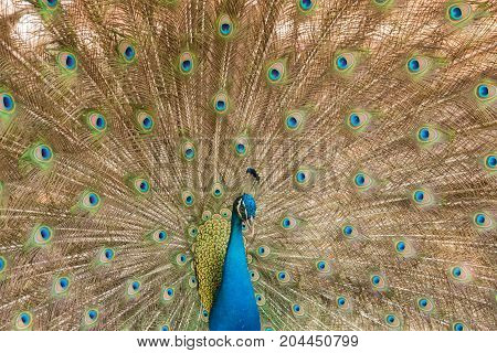 image of a  peacocks showing beautiful feathers.