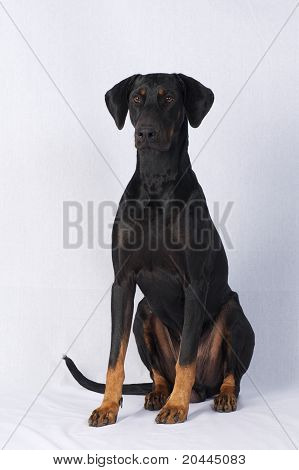 Doberman Pinscher