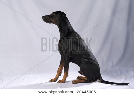Doberman Pinscher