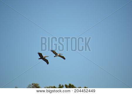 brown pelican  in flight near Canaveral national seashore in Florida