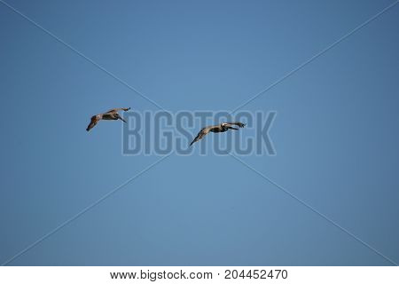 brown pelican  in flight near Canaveral national seashore in Florida