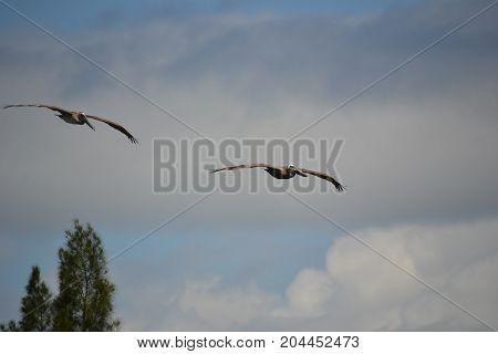 brown pelican  in flight near Canaveral national seashore in Florida