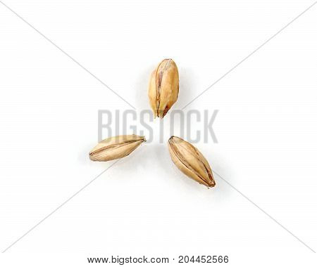Three Malted Barley Kernels on a White Background