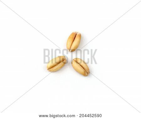 Three Wheat Grain Kernels on a White Background