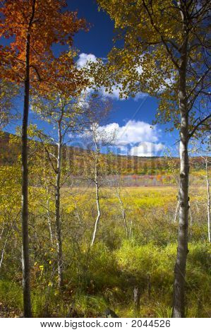 Caduta fogliame colori e dettagli nel parco nazionale di Acadia, nel Maine, New England, durante il loro famoso A
