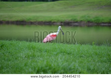 roseate spoonbill are a beautiful pink wading bird