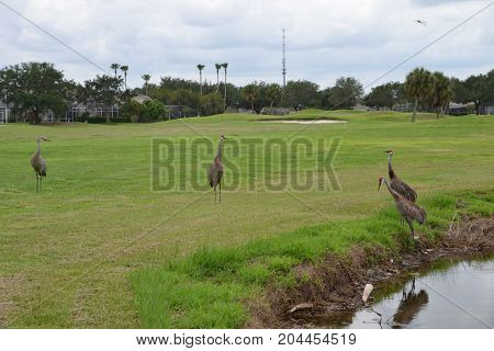 sandhill cranes are large  semi aggressive wading birds