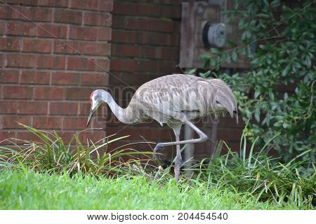 sandhill cranes are large  semi aggressive wading birds