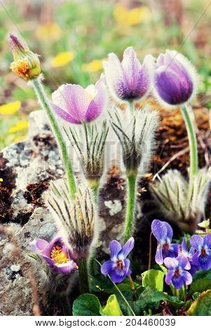 Pulsatilla slavica and viola odorata on the spring meadow. Seasonal natural scene.