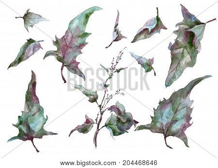 Set Of Autumn leaves wormwood silver tarragon