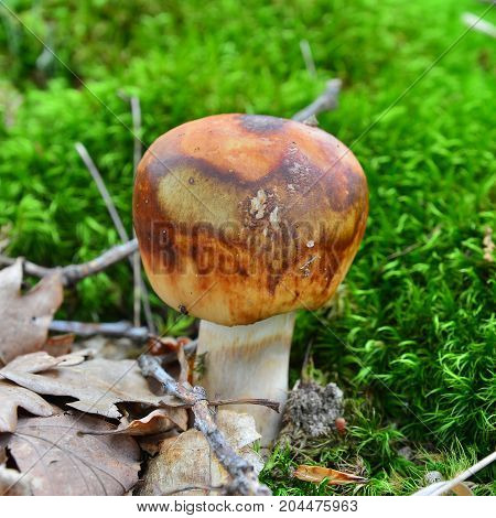 a russula subfoetens mushroom in the woods
