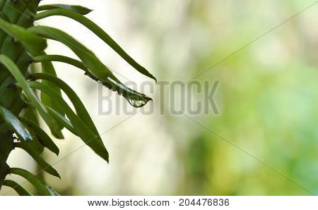 water dropping on redbird cactus curve leaf in garden