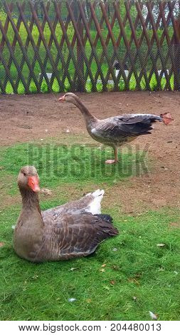 Gray geese on the eco farm in the outdoor. One goose is sitting another is standing on one leg. Vertical Image