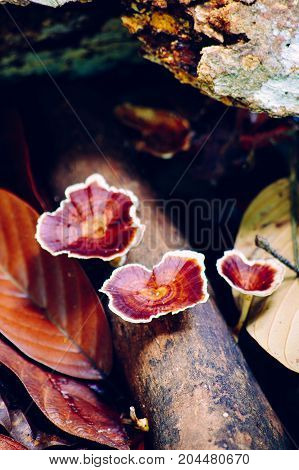 Reshi mushrooms on an old piece of wood in the tropical rain forest of borneo