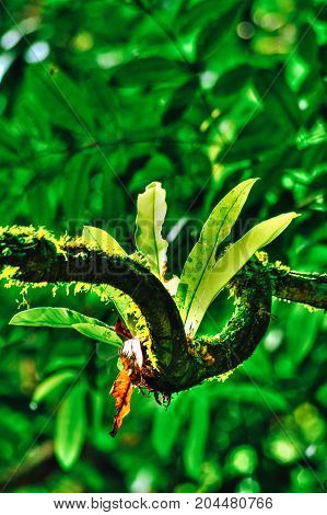Asplenium Nidus or Bird Nest Fern native to Tropical Southeast Asia. An epiphytic species of fern located in Borneo Malaysia