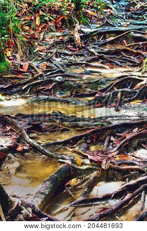 Jungle trails after rain revealing labyrint of tree roots in tropical rainforest of Sabbah Borneo Malaysia