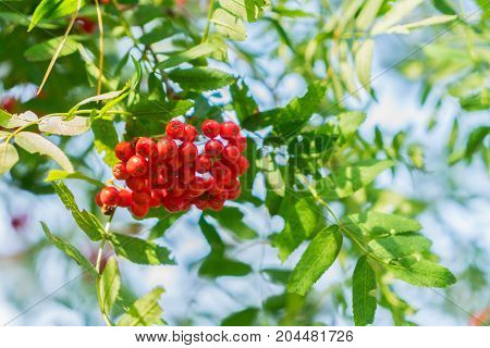 Rowan red berries and fresh green leaves with blue sky